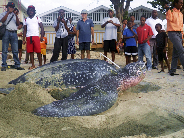The Kido Project Carriacou
